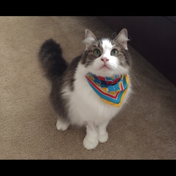 Meet your Posher, Rose - Picture 1 of 1